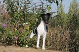 FOX TERRIER POIL LISSE 121